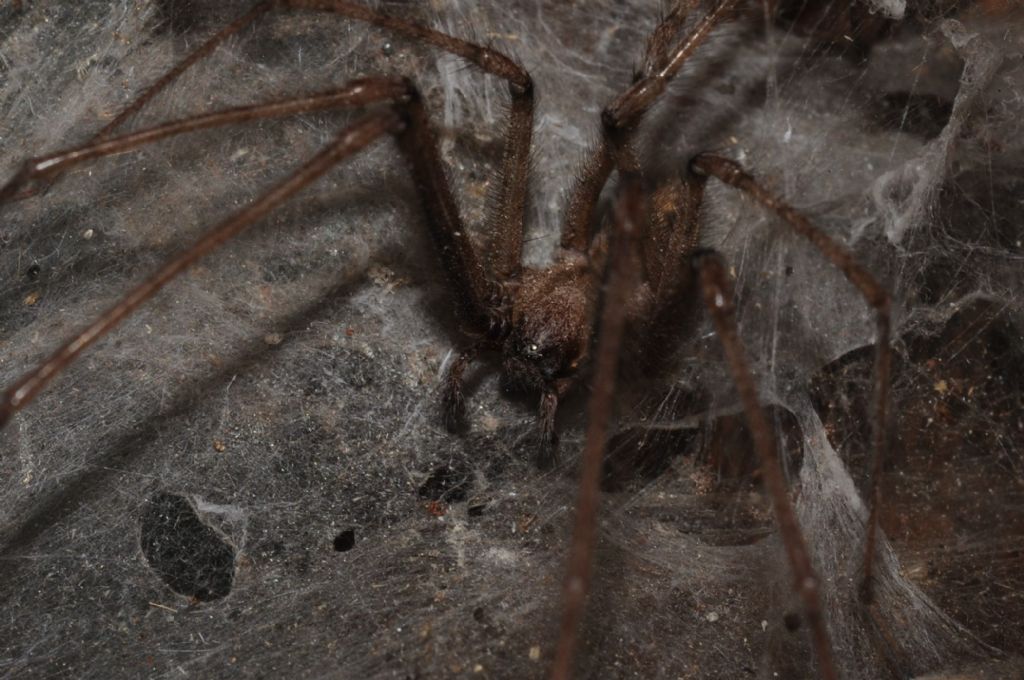 Tegenaria sp.  - Castelceriolo (AL)