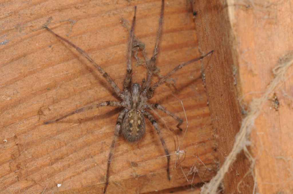 Agelenidae: Tegenaria parietina - S. Giuliano N. (AL)