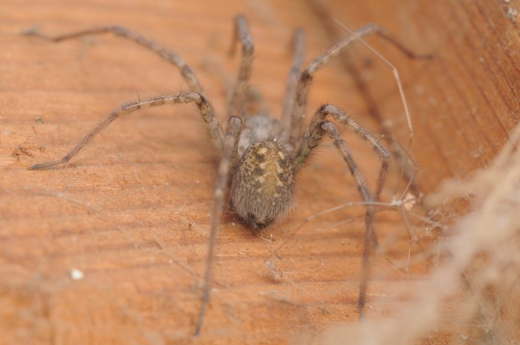 Agelenidae: Tegenaria parietina - S. Giuliano N. (AL)