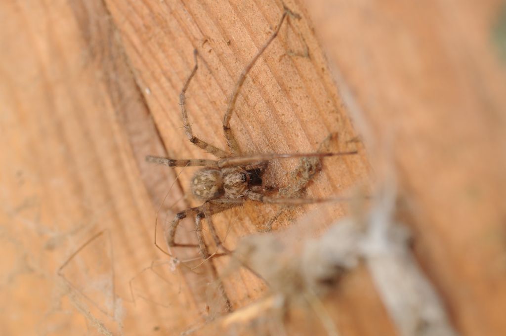 Agelenidae: Tegenaria parietina - S. Giuliano N. (AL)