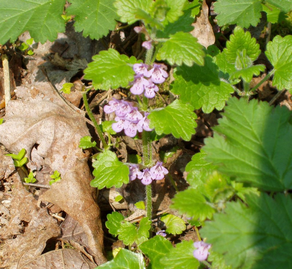 Glechoma cfr. hederacea (Lamiaceae)