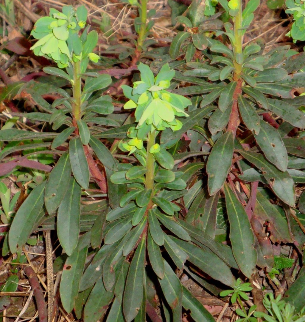 Euphorbia amygdaloides subsp. amygdaloides (Euphorbiaceae)