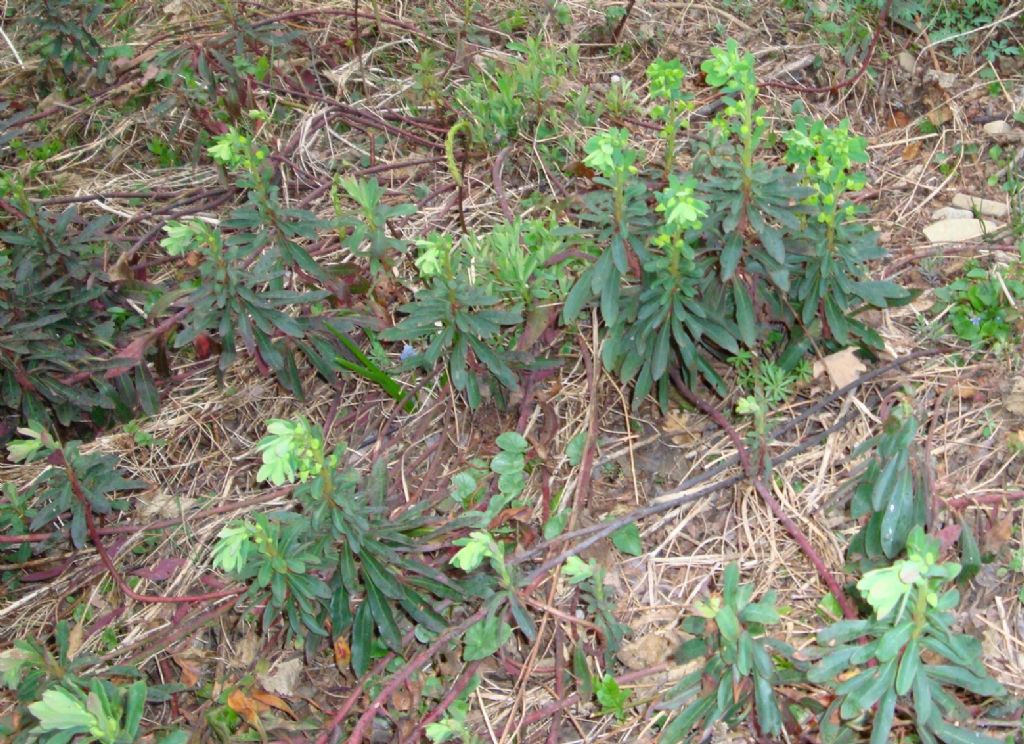 Euphorbia amygdaloides subsp. amygdaloides (Euphorbiaceae)