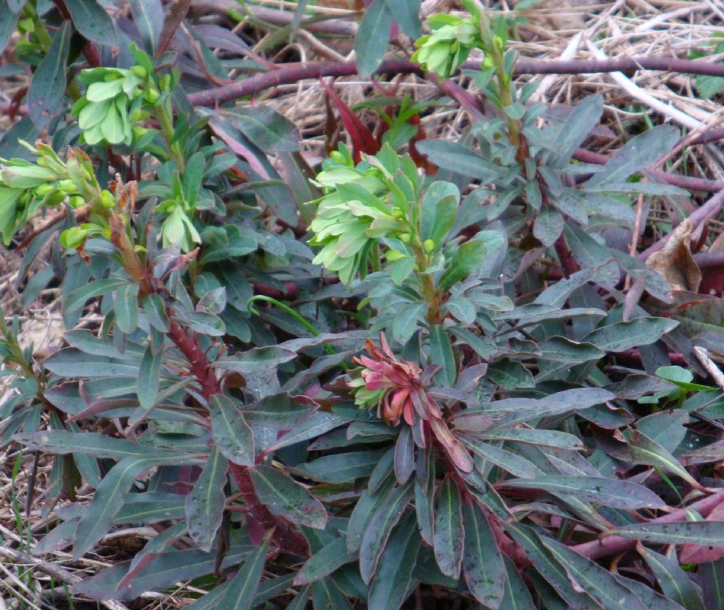 Euphorbia amygdaloides subsp. amygdaloides (Euphorbiaceae)