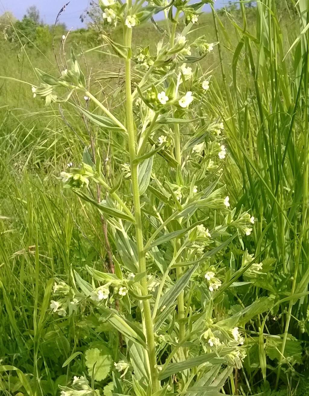 Lithospermum officinale / Erba perla maggiore