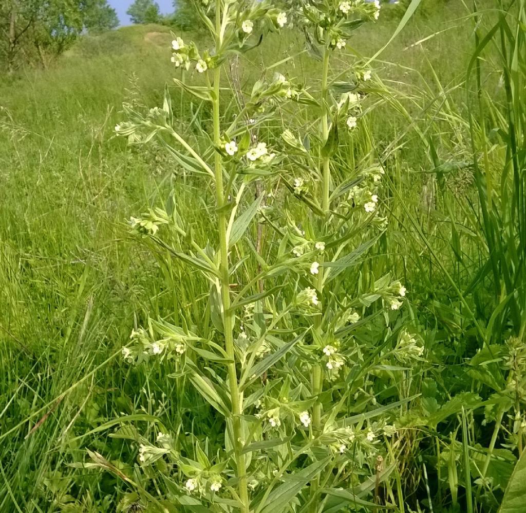 Lithospermum officinale / Erba perla maggiore