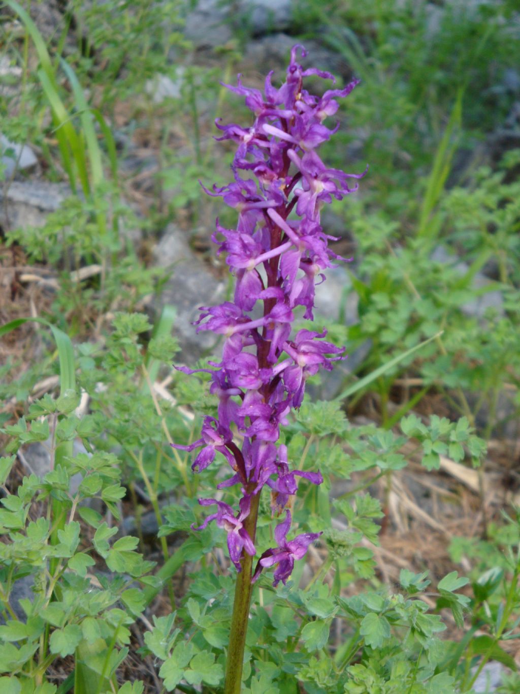 Orchis mascula subsp. speciosa