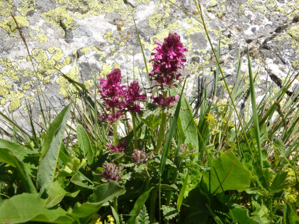 Pedicularis cfr. verticillata (Lamiales Orobanchaceae)