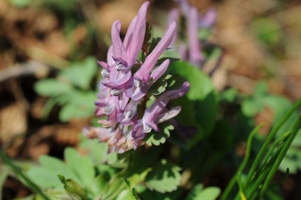 Corydalis solida (Papaveraceae)