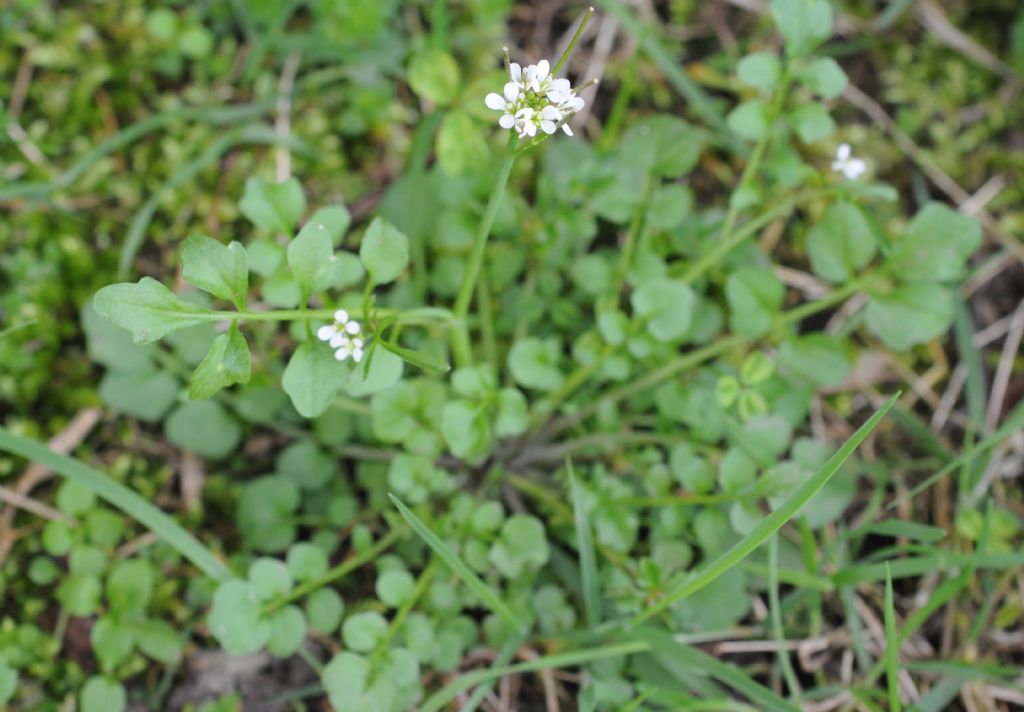 Cardamine hirsuta