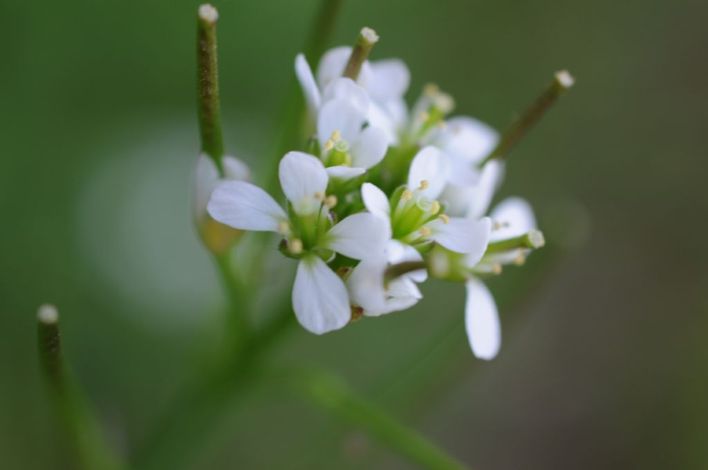 Cardamine hirsuta