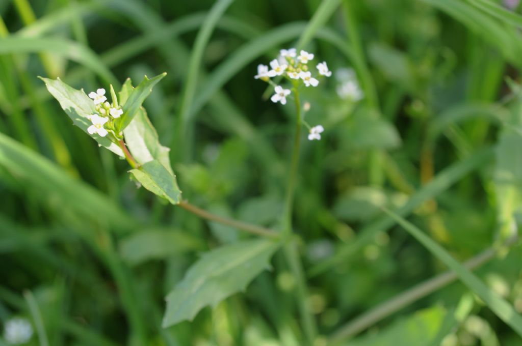 Calepina irregularis