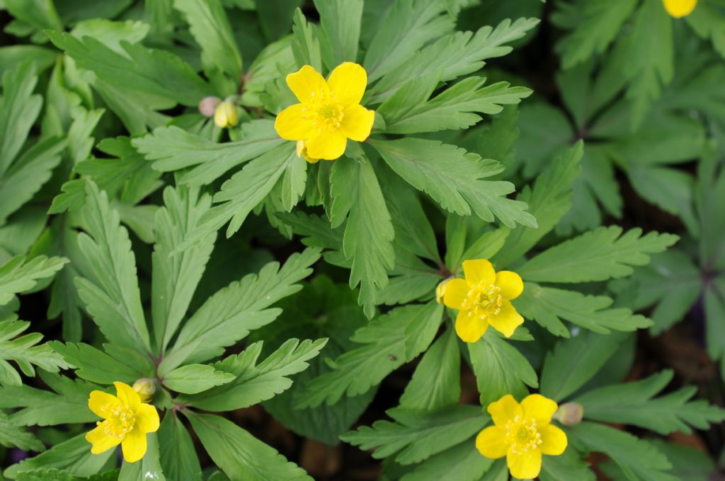 Anemonoides ranunculoides (Ranunculaceae)