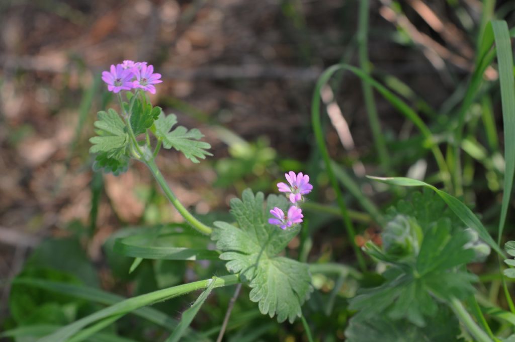 Geranium molle