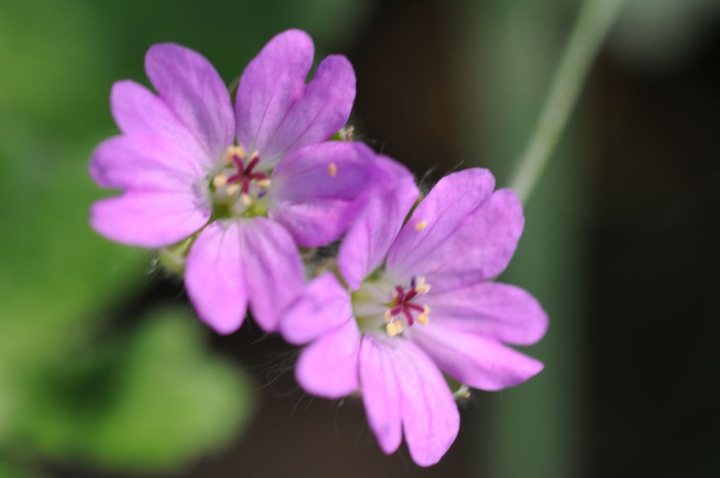 Geranium molle