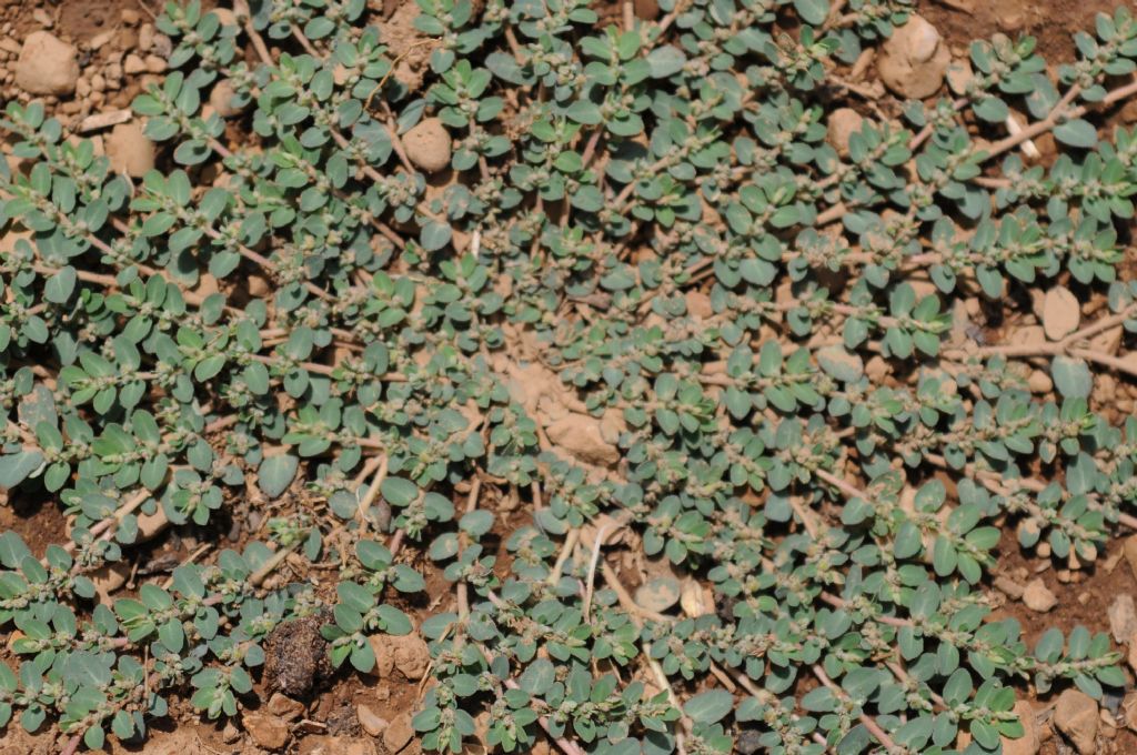 Euphorbia (Chamaesyce) cfr. prostrata