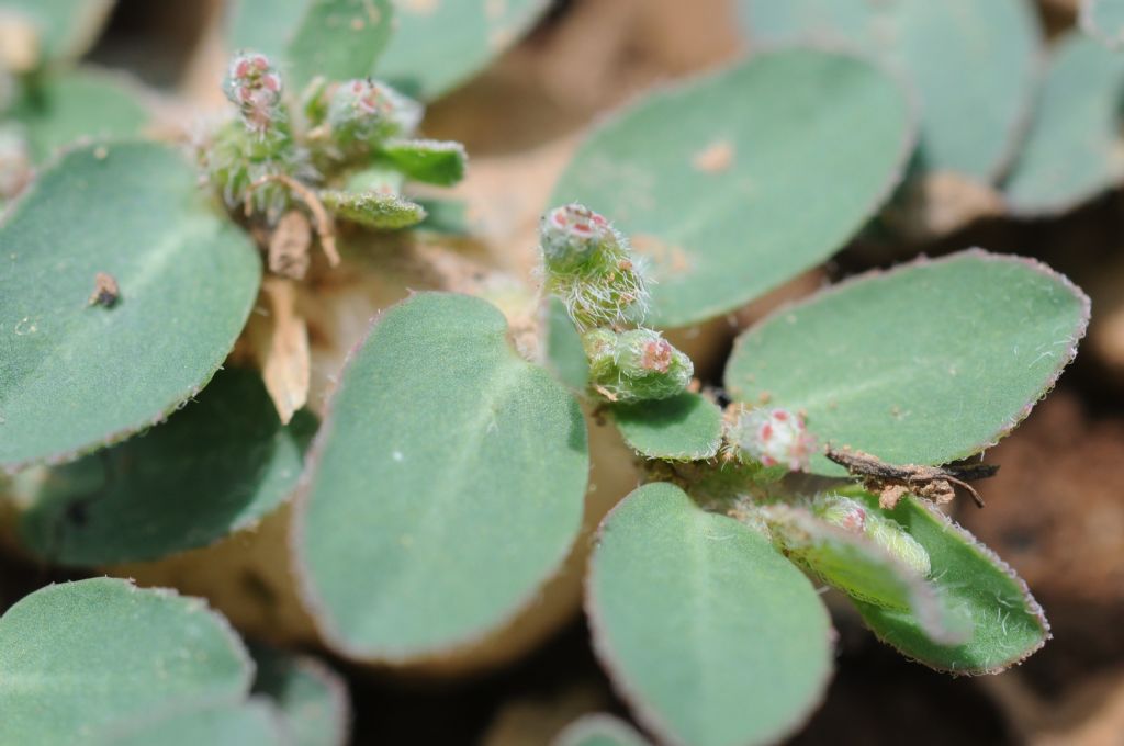 Euphorbia (Chamaesyce) cfr. prostrata