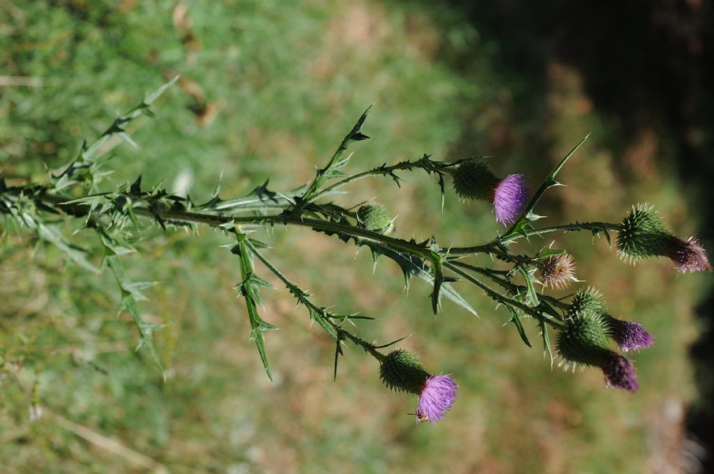 Cirsium vulgare (Asteraceae)