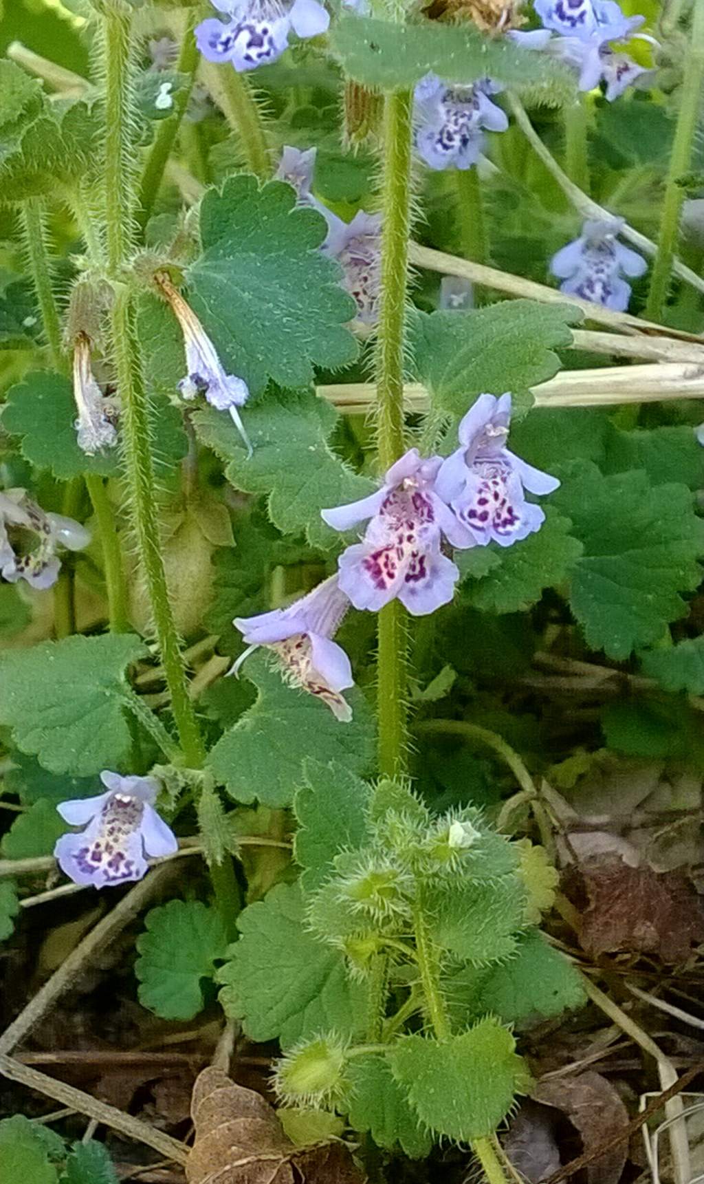 Glechoma hirsuta