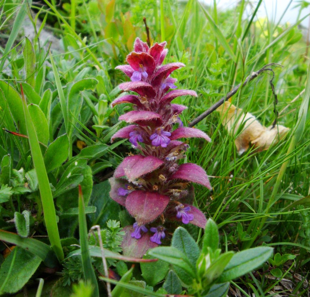 Ajuga pyramidalis / Iva piramidale