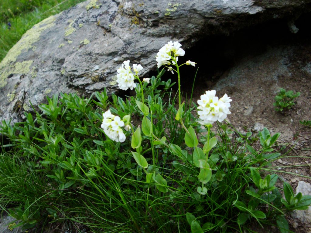 Noccaea sylvia (=Thlaspi sylvium) / Erba storna piemontese