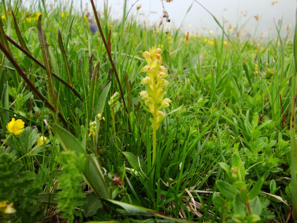 Coeloglossum viride