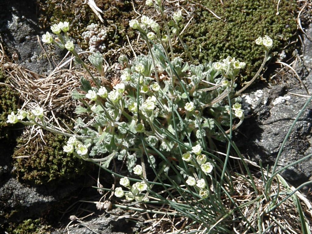 Saxifraga exarata subsp. exarata