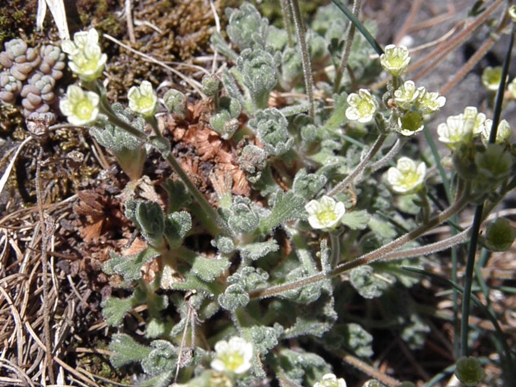 Saxifraga exarata subsp. exarata