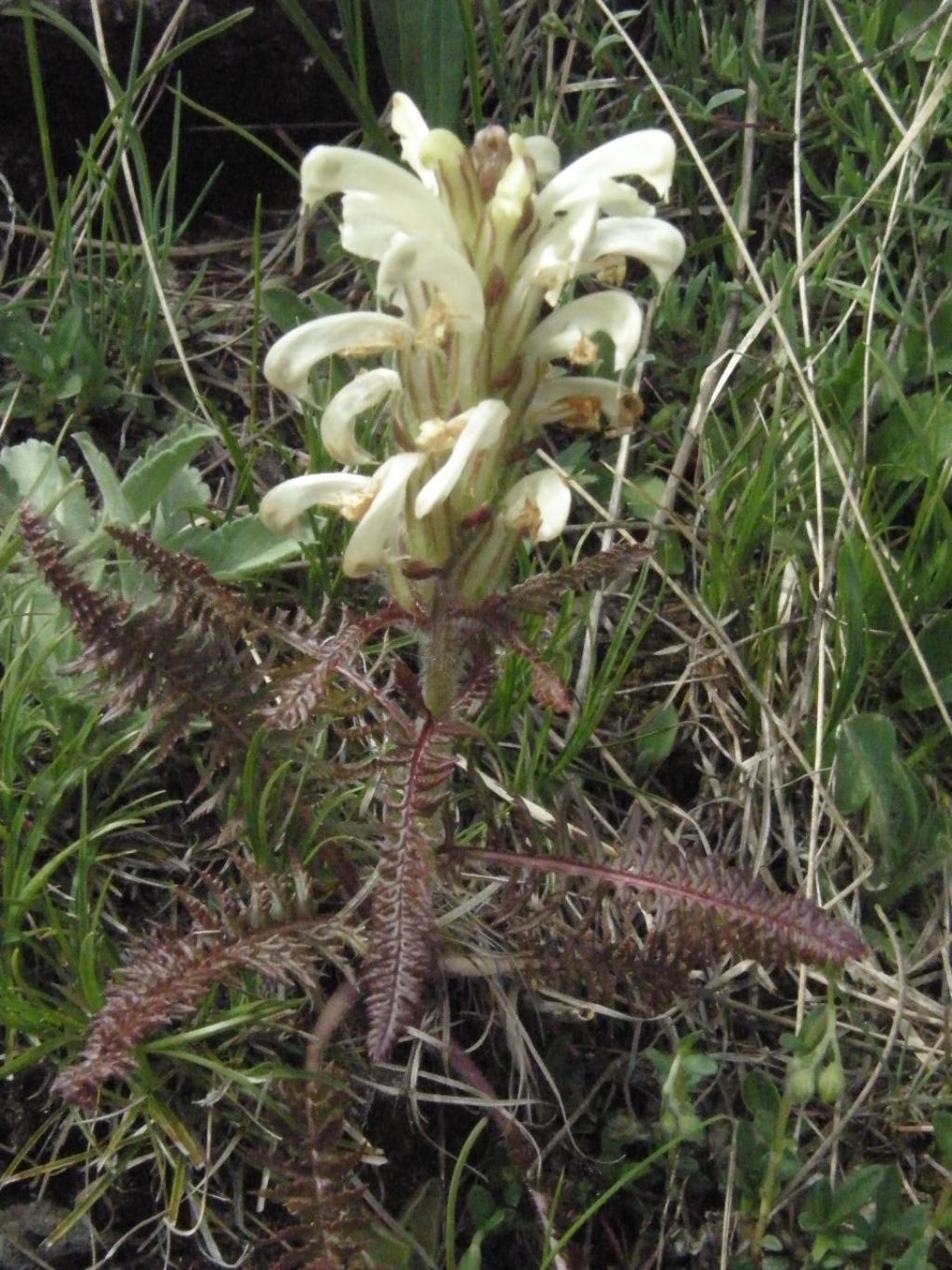 Pedicularis comosa  (Lamiales - Orobanchaceae)