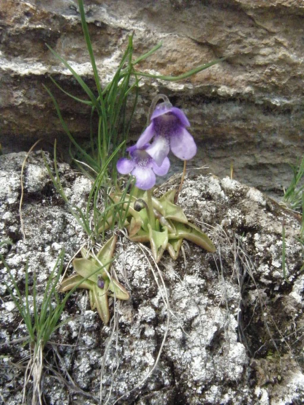 Pinguicula leptoceras