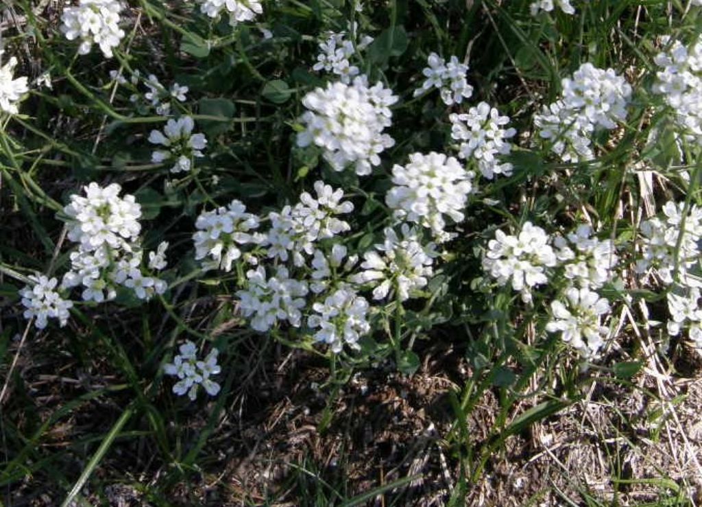 Noccaea sylvia (=Thlaspi sylvium) / Erba storna piemontese