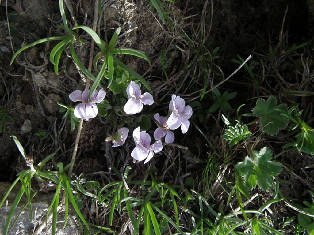 Viola rupestris?