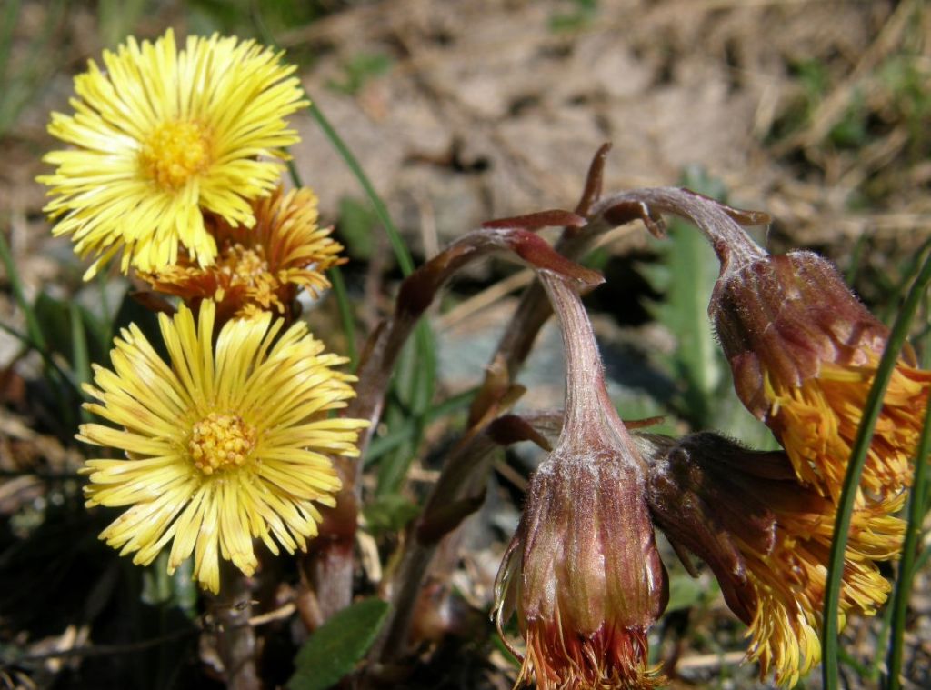 Asteracea - Tussilago farfara