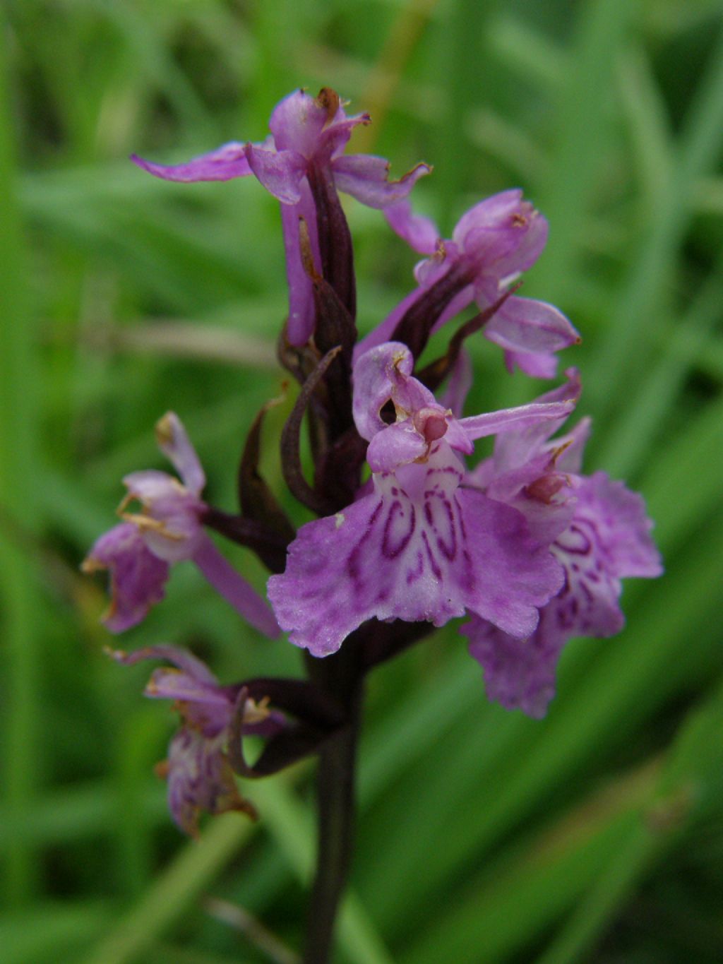 Dactylorhiza maculata subsp. fuchsii