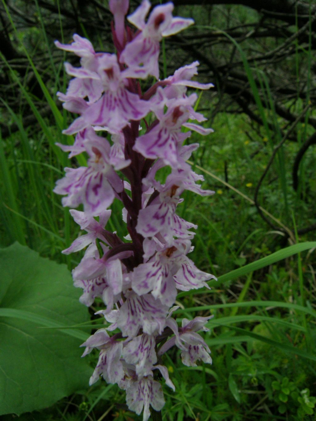 Dactylorhiza maculata subsp. fuchsii