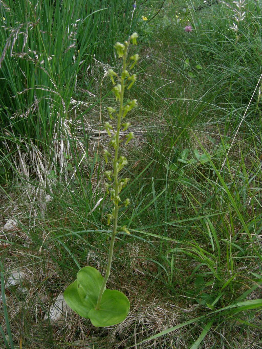 Listera ovata