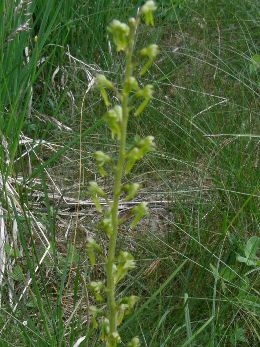 Listera ovata