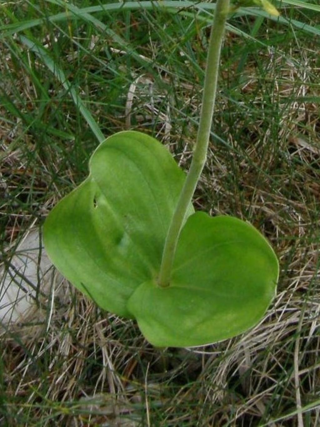 Listera ovata