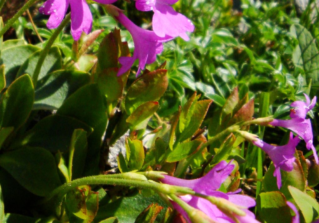 Primula cfr. pedemontana