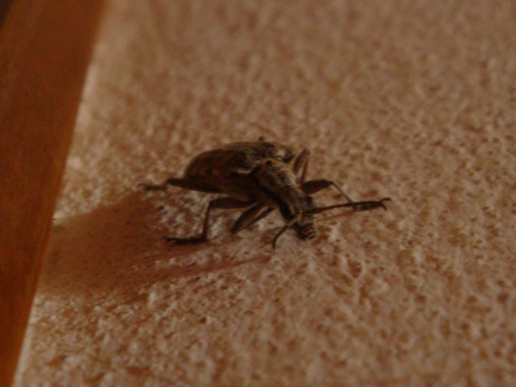 Rhagium inquisitor, Cerambycidae