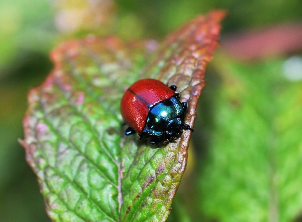 Chrysomelidae  Chrysolina grossa? S.