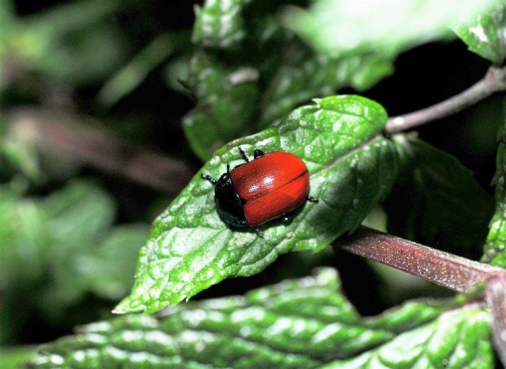 Chrysomelidae  Chrysolina grossa? S.