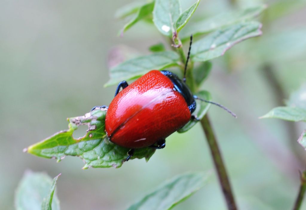 Chrysomelidae  Chrysolina grossa? S.