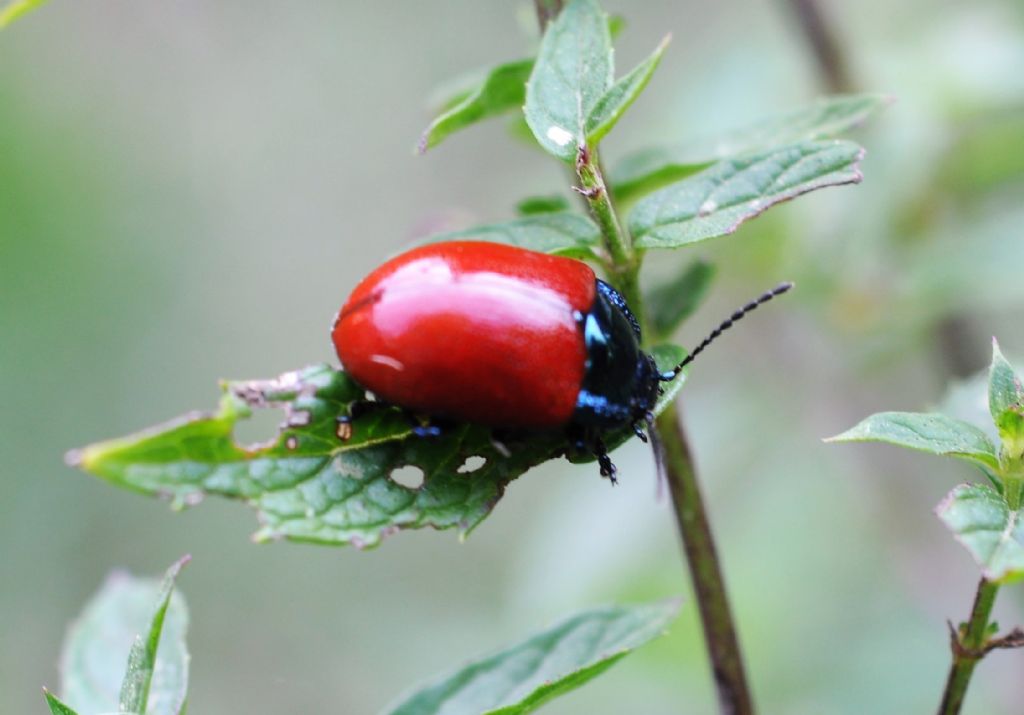 Chrysomelidae  Chrysolina grossa? S.