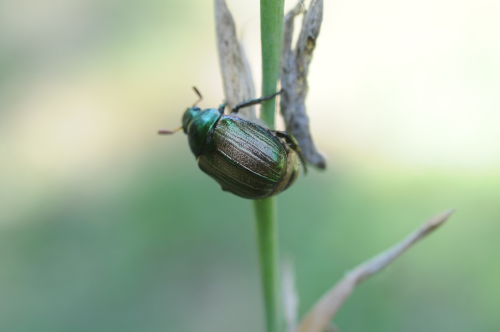 Mimela junii, maschio, Rutelidae