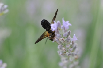 Apidae Megachilinae:  Megachile  sculpturalis