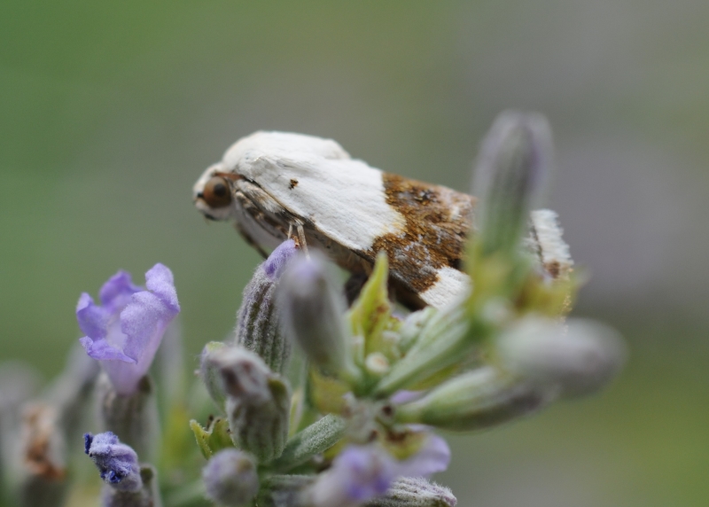 Nonhoidea - Acontia (Acontia) lucida