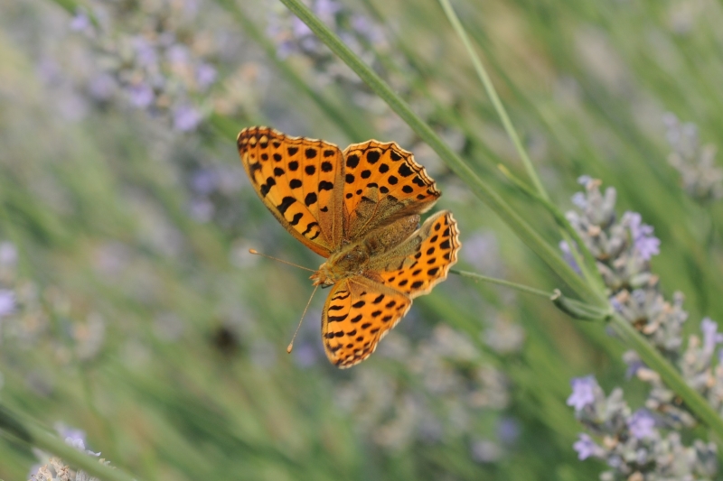 Argynnis adippe? No, Issoria lathonia