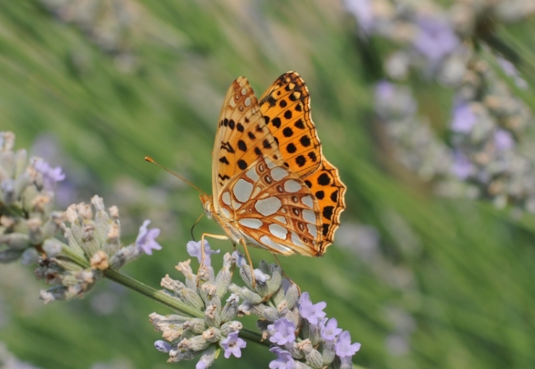 Argynnis adippe? No, Issoria lathonia