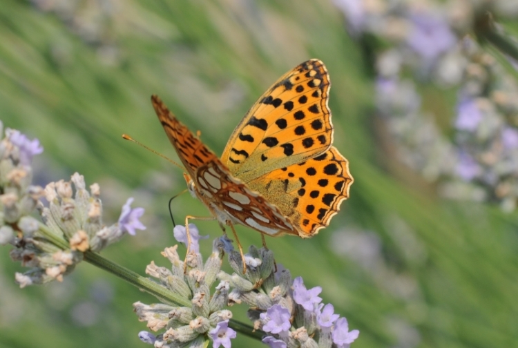 Argynnis adippe? No, Issoria lathonia